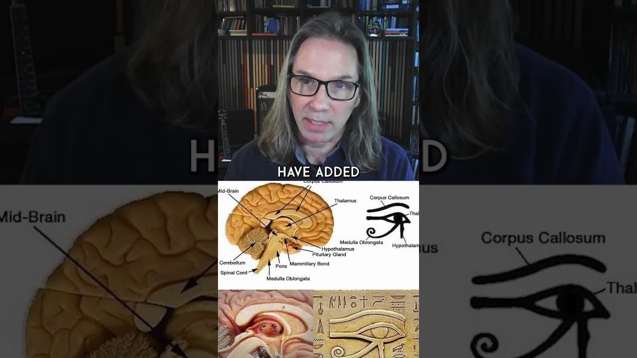 The Eye of Horus Is Not Just the Pineal Gland It Is the Entire Central Brain Complex