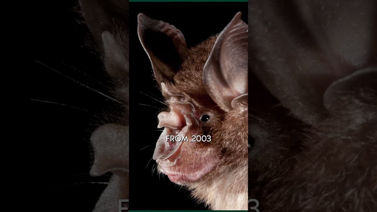 Go Straight to the Bat Cave and Vaccinate the Reservoir Host Itself